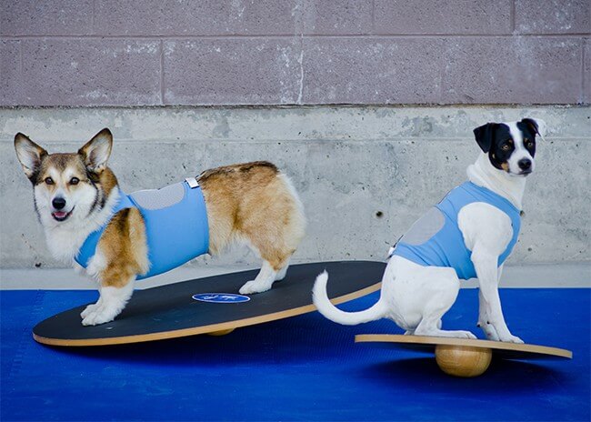 FitPaws Wobble board