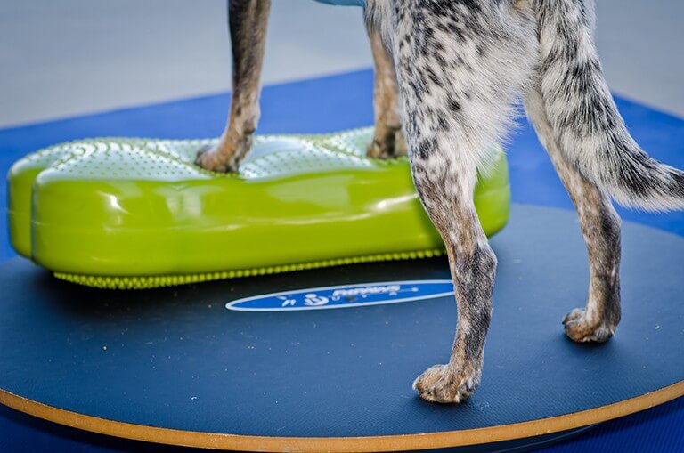 FitPaws Wobble board