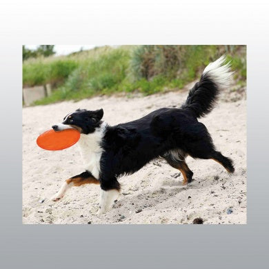 JOUET DOG DISC FLOTTANT