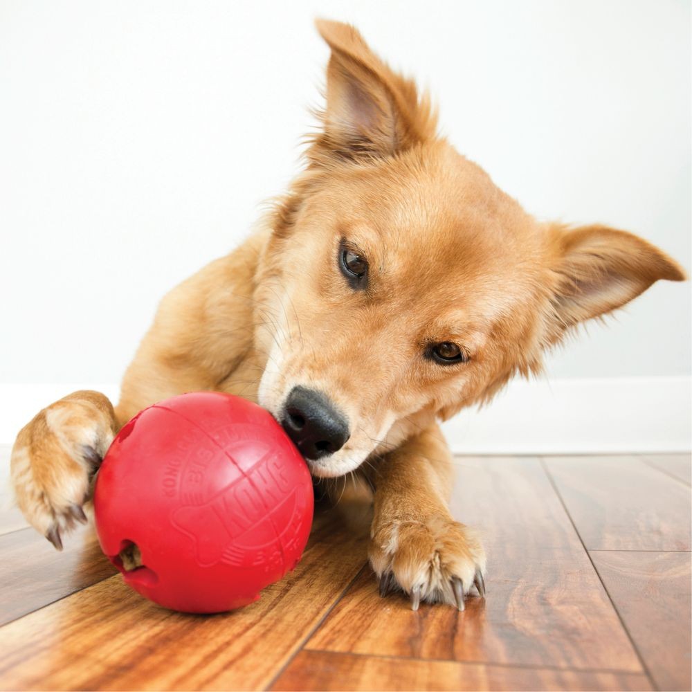 KONG Biscuit ball