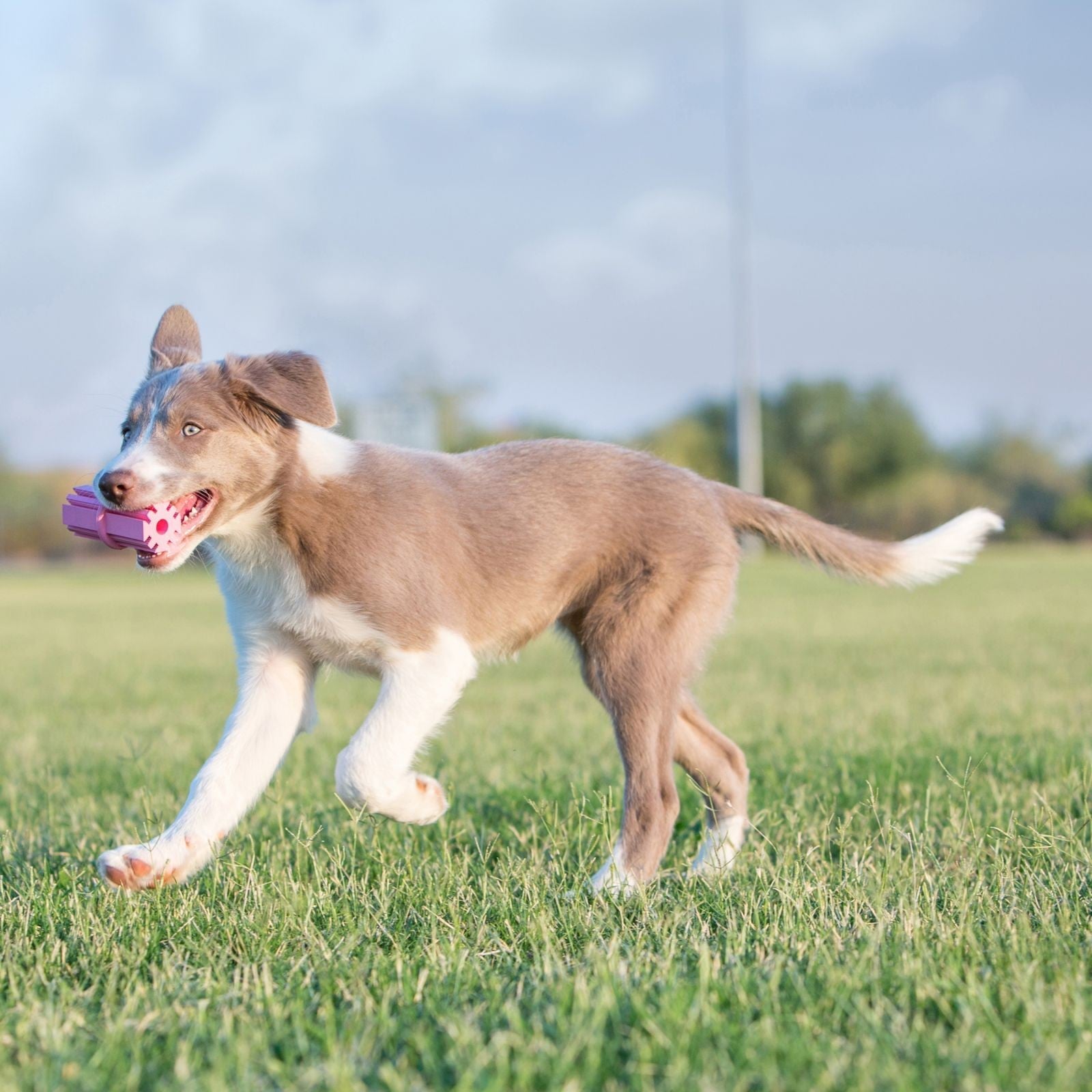 KONG Puppy theething stick