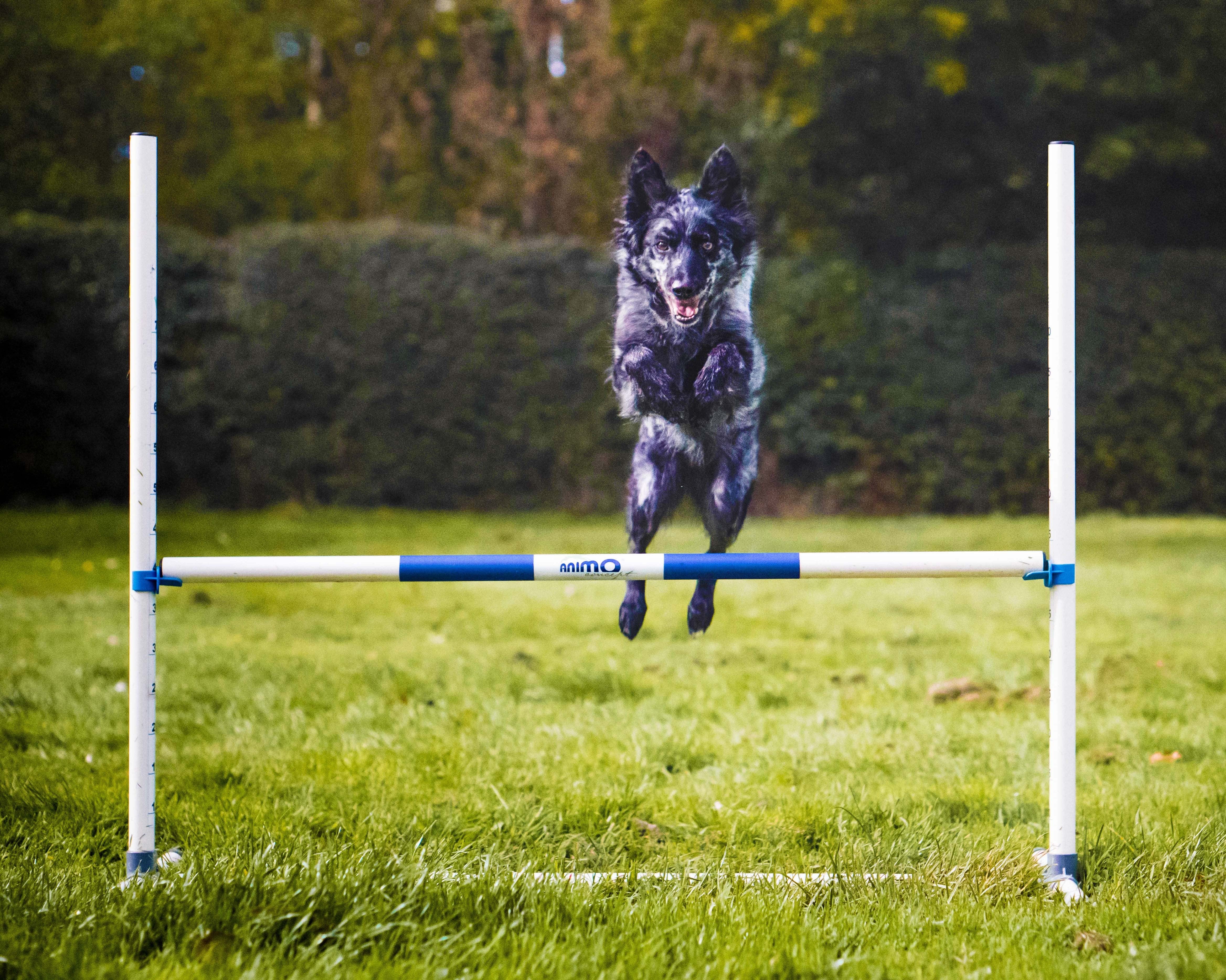 Agility Run Haie d'entrainement en PVC