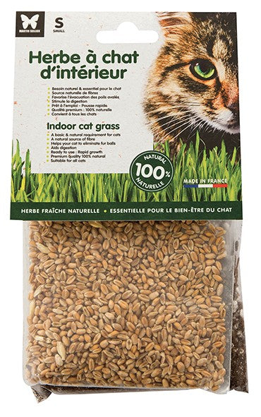 Herbe a chat
