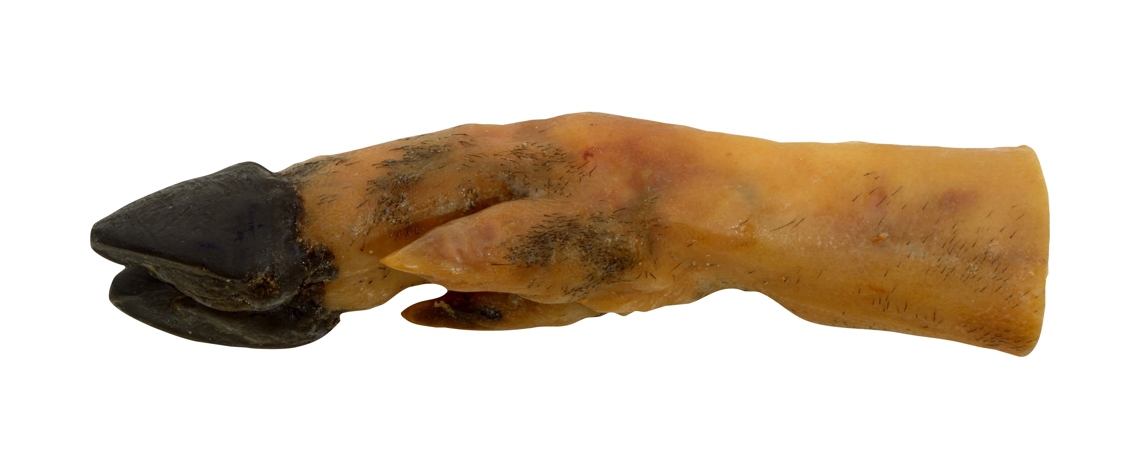 Pied de porc 300g