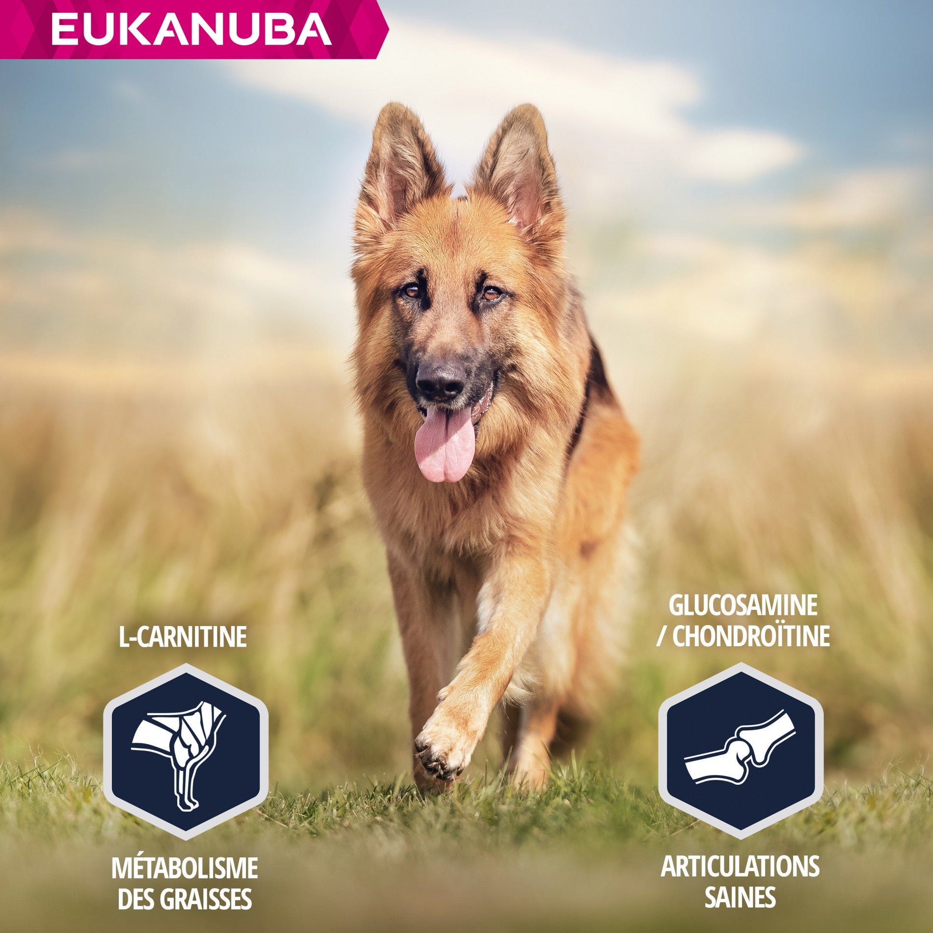 Eukanuba Breed Specific Berger Allemand