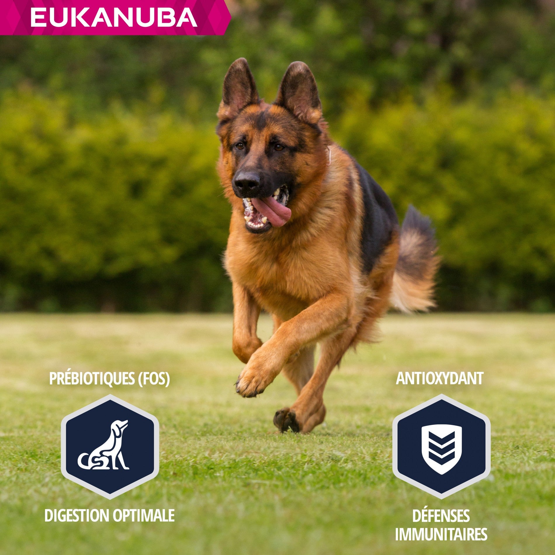 Eukanuba Breed Specific Berger Allemand