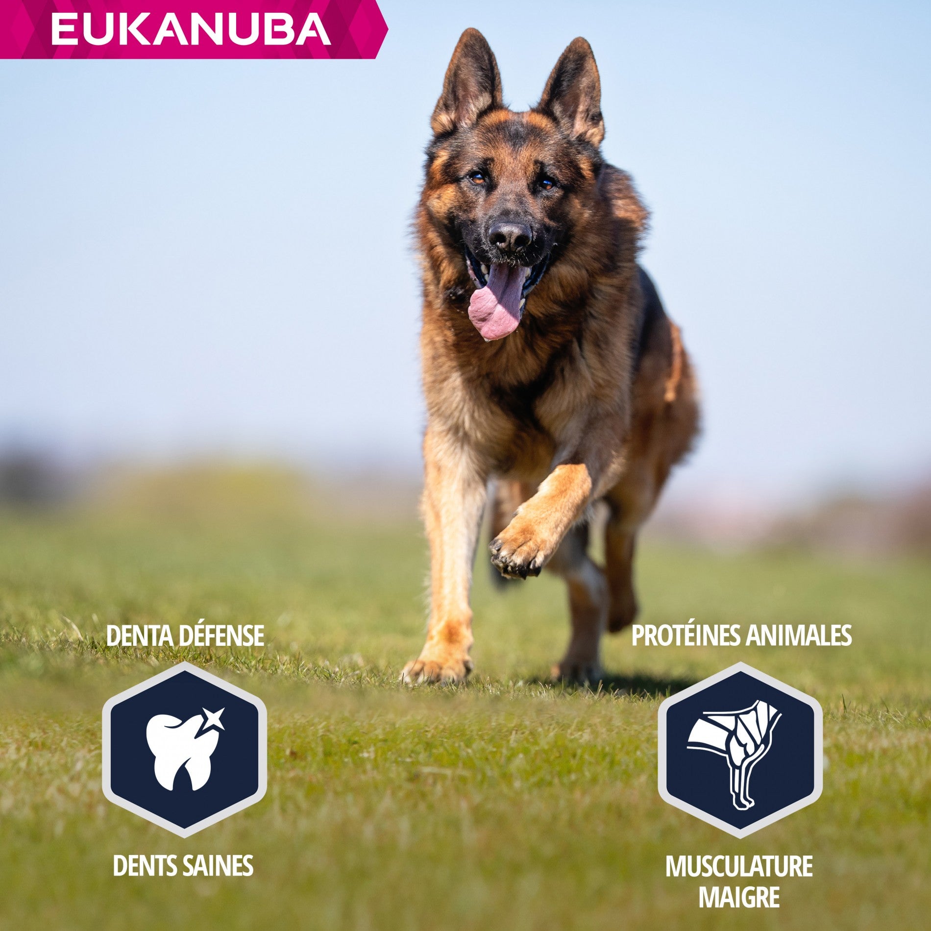 Eukanuba Breed Specific Berger Allemand