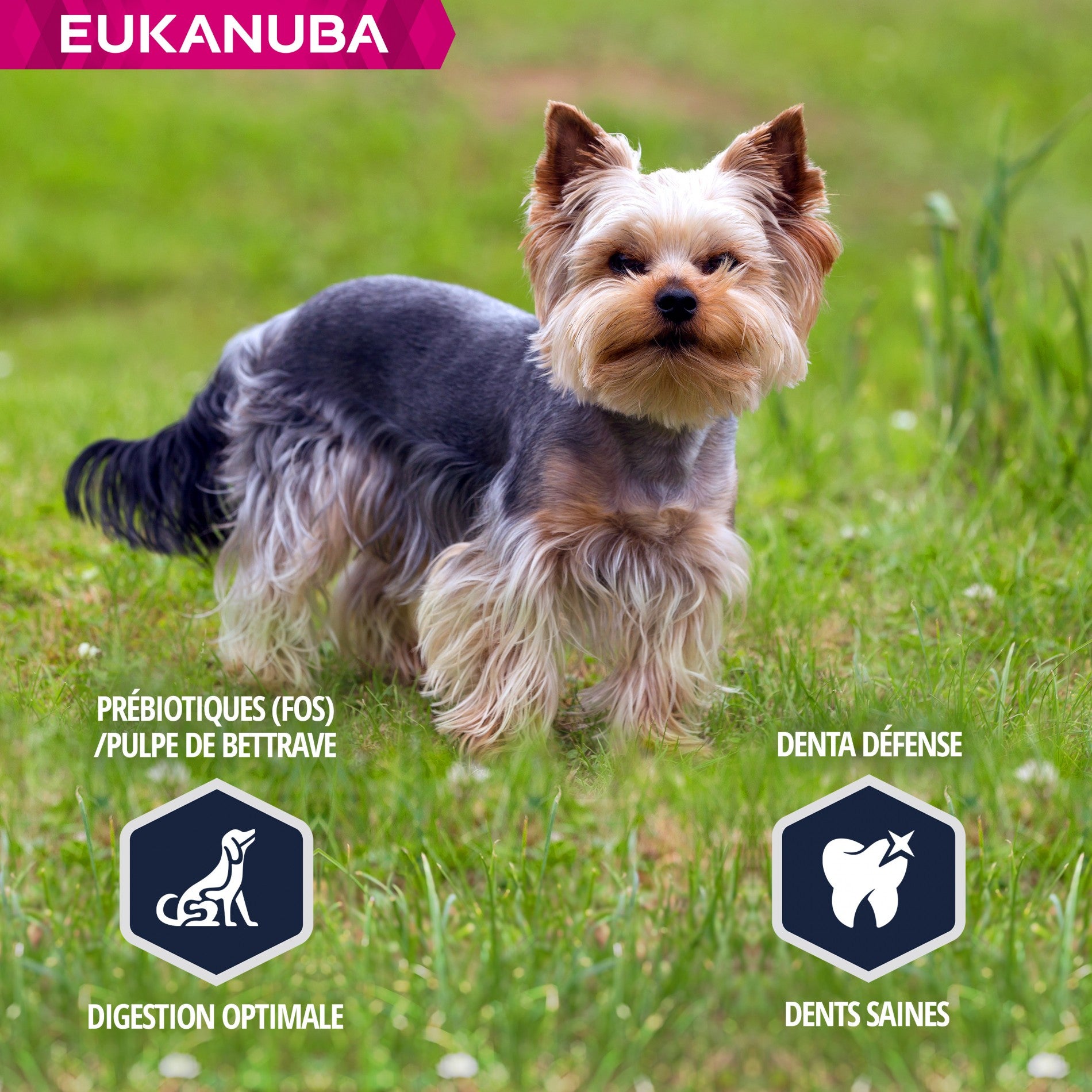 Eukanuba Breed Specific Yorkshire Terrier
