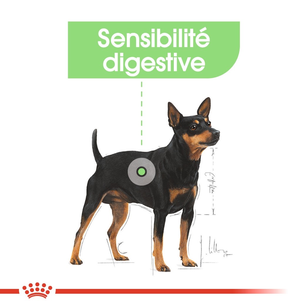 Royal Canin Mini Digestive Care - Croquettes pour chien