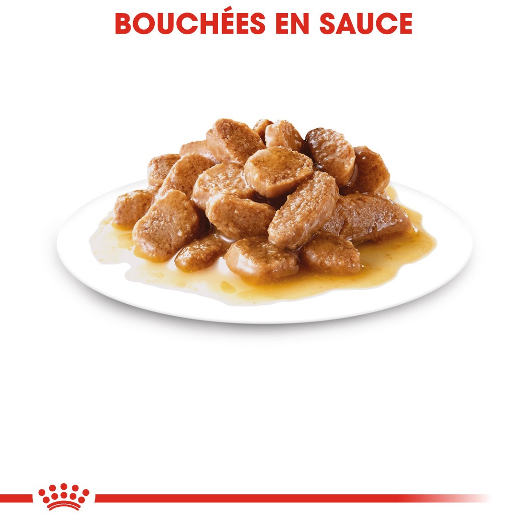 Royal Canin Mini Ageing 12 - Pâtée pour chien