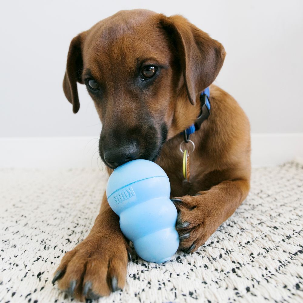 Friandises Stuff'n puppy KONG