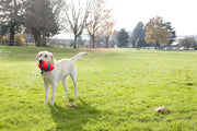 Ballon Fumble Fetch