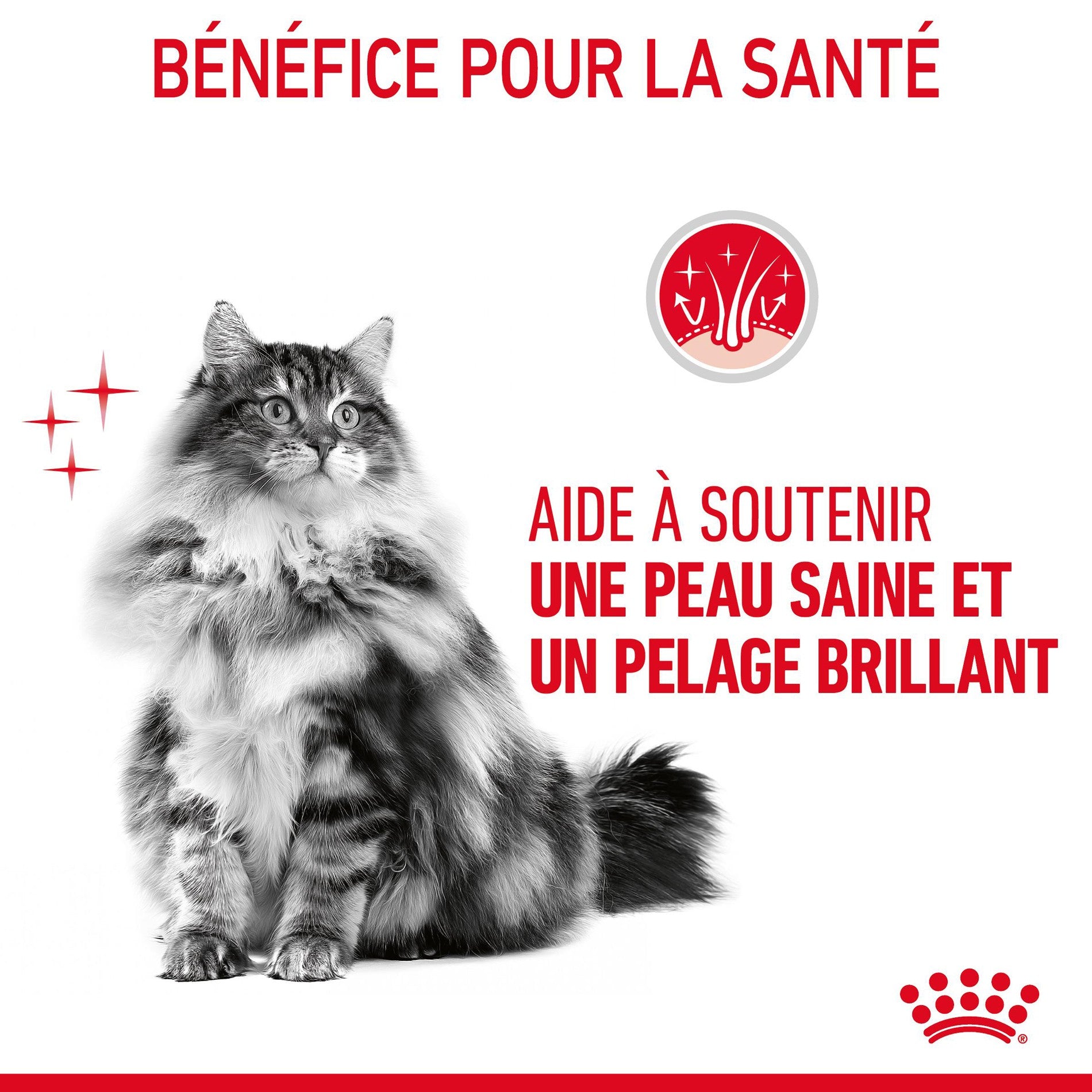 ROYAL CANIN Hair & Skin Care en Mousse – Pâtée pour chat