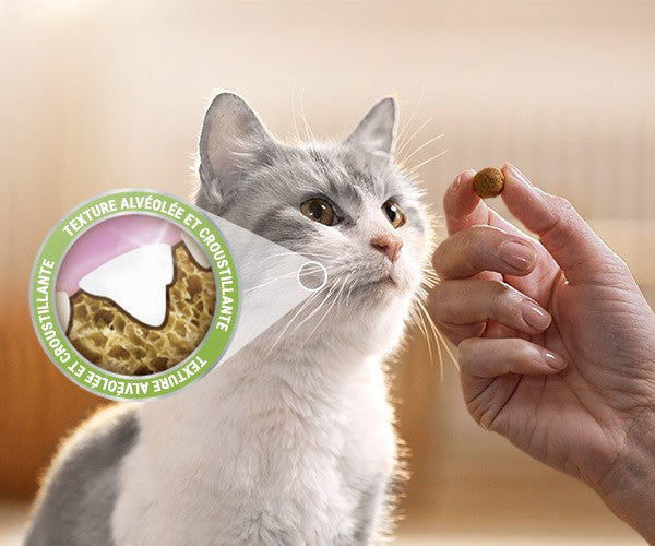 Bouchées Dentalife au saumon - Friandises bucco-dentaires pour chat