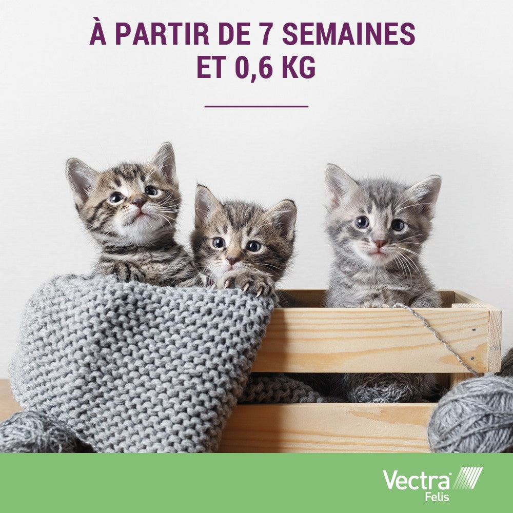 Pipettes anti-puces Vectra Felis Chat