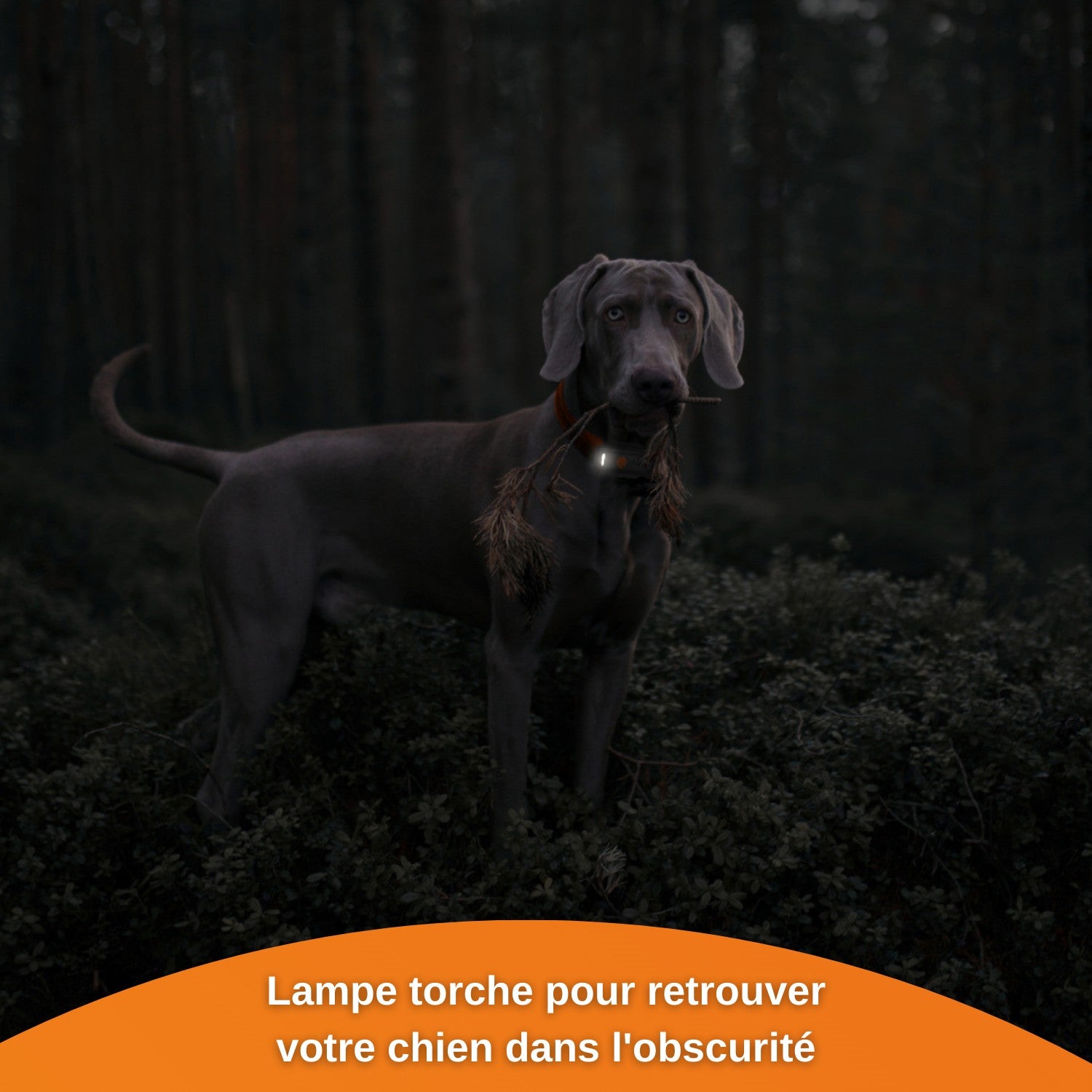 Collier GPS Weenect XS Dogs - Noir