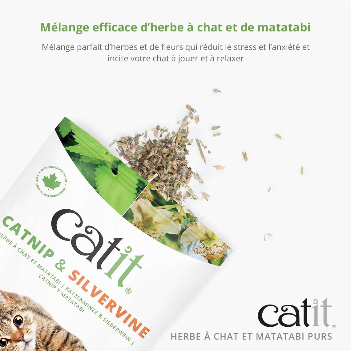 Mélange pur d'herbe à chat et matatabi