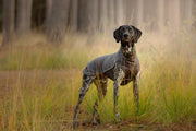 Pomppa Jumppa manteau polaire grand chien