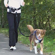 Ceinture ventrale canicross avec laisse