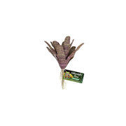 CHESTNUT BROMELIAD ZOOMED