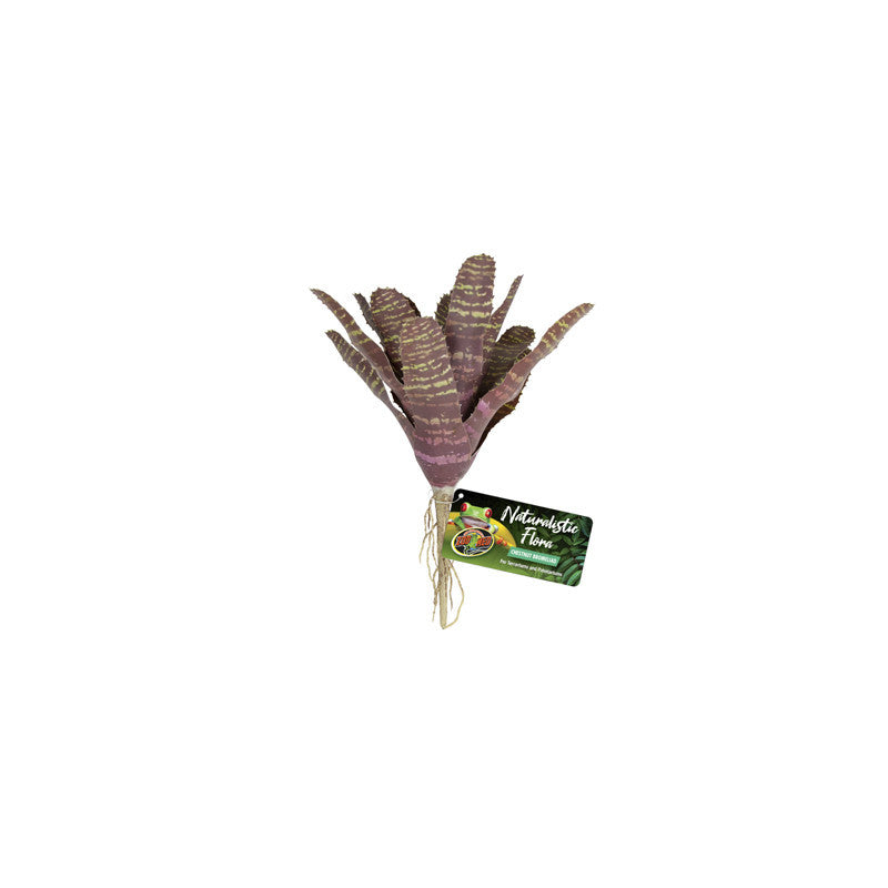 CHESTNUT BROMELIAD ZOOMED