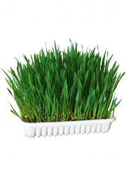 HERBE A CHAT 100G
