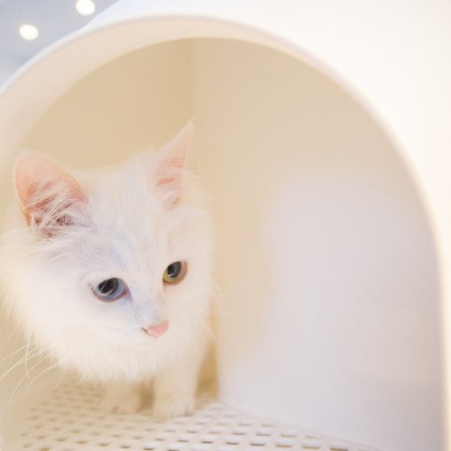 L'Igloo by Pidan