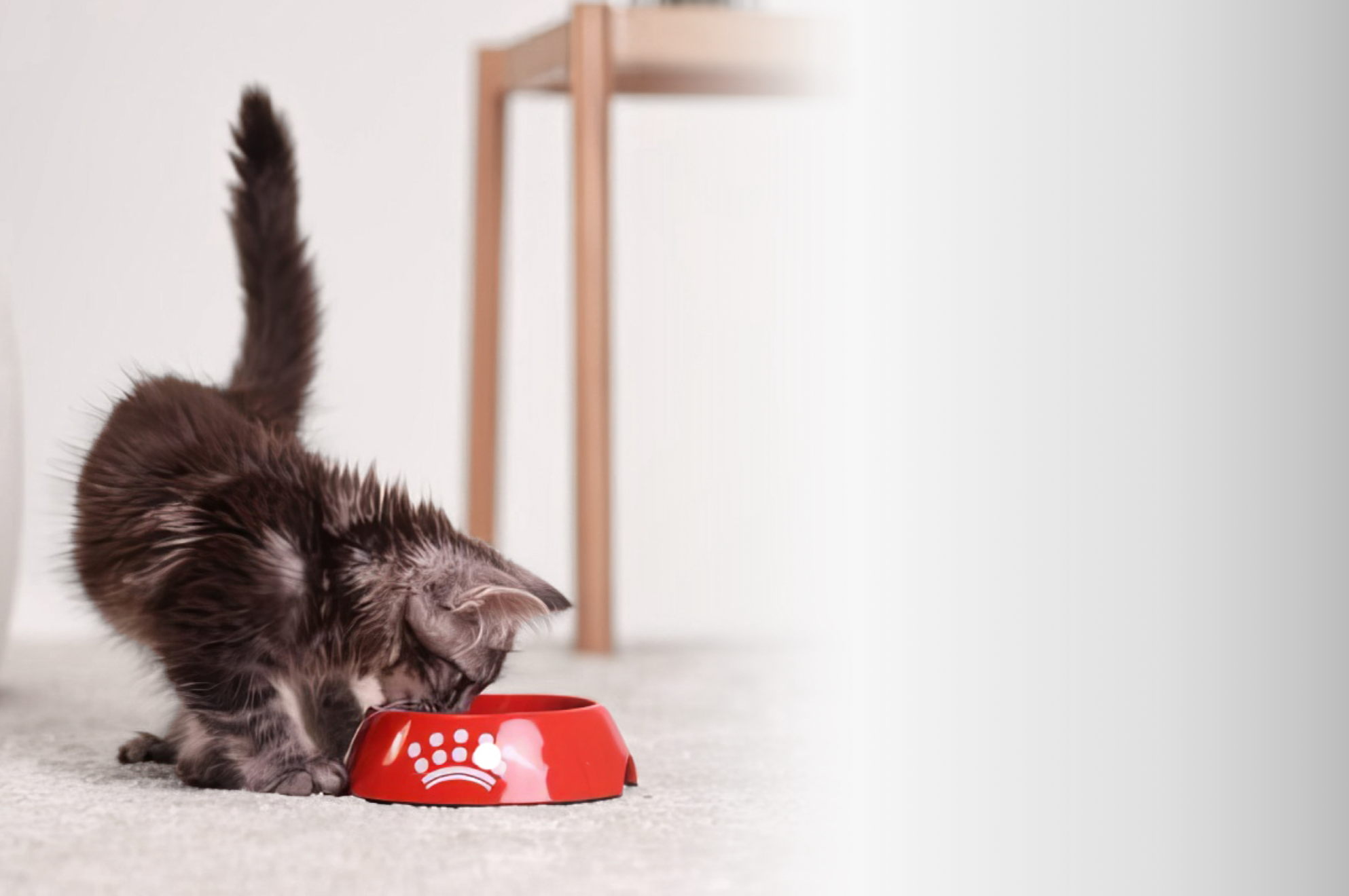 Royal Canin Sterilised 37