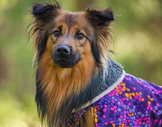 Pomppa Toppa manteau imperméable doublé pour chien