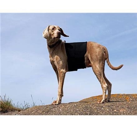Back On Track Protection de lombaires pour chien
