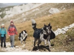 Hurtta Harnais de randonnée trail pour chien