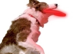 Frisbee lumineux pour chiens