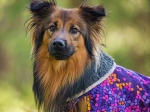 Pomppa Toppa manteau imperméable doublé pour chien