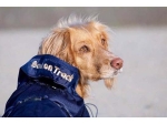 Back On Track Manteau filet bleu pour chien