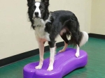 FitPaws Giant fit bone