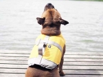 Hurtta Gilet de sauvetage flottant pour chien