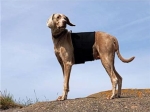 Back On Track Protection de lombaires pour chien