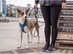 DOG COPENHAGEN - Laisse Urban Rope