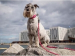 DOG COPENHAGEN - Laisse Urban Rope
