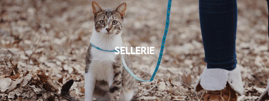 sellerie_pour_chat