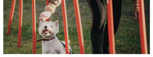 Harnais d'éducation Animalin pour chien sur toulouse 31