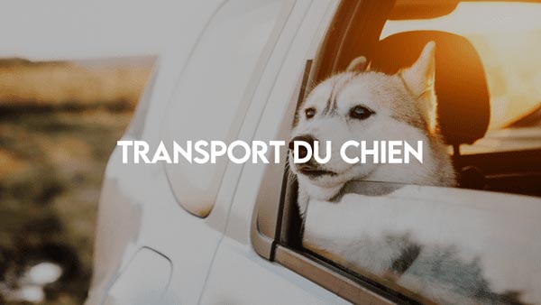 transport_du_chien