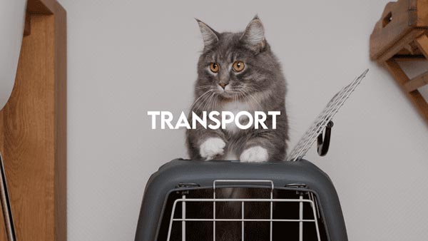 transport_du_chat