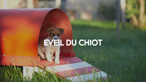 Eveil_du_chiot_éleveurs