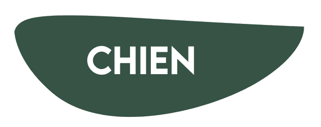 Chien